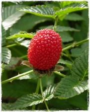 Pianta di LAMPONE FRAGOLA