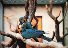 Voegel Birds Oiseaux Ararauna