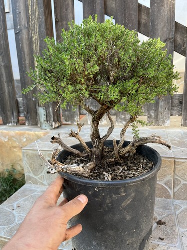 Bonsai timo pianta - timo, da