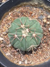 Rara pianta succulenta