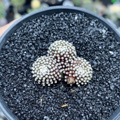 Pianta cactus succulenta - pianta,