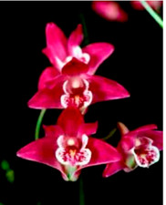 Dendrobium kingianum 'Red'  Species Orchid Plant