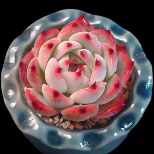 Echeveria chihuahuaensis - echeveria,
