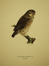Pygmy Owl NANA CIVETTA -