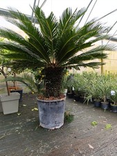 Cycas Cicas Revoluta Palma
