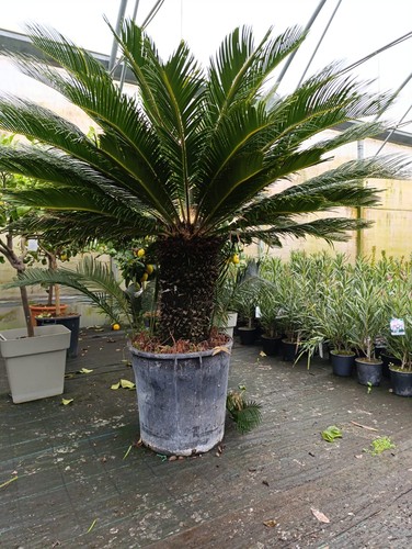 Cycas cicas revoluta - revoluta, palma