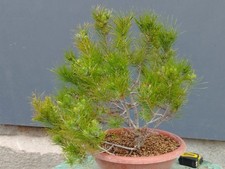Pre Bonsai Pino Marittimo
