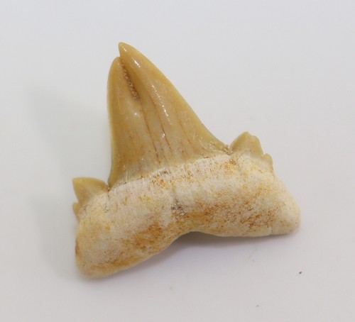 Dente squalo otodus - squalo,,