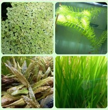 Starter Kit Piante per Acquario