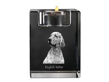 English Setter, Setter Inglese