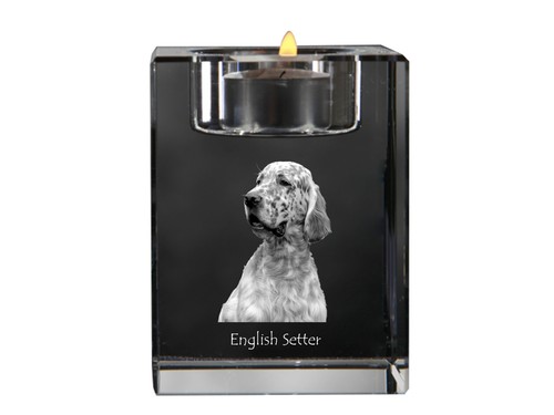 English setter inglese - setter,,