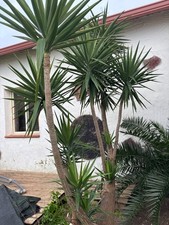 tronchetto della felicià 