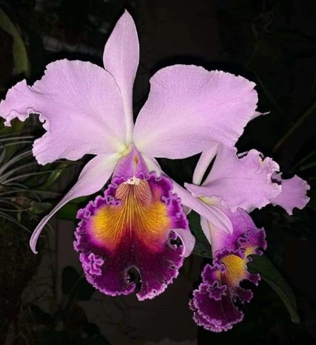 Cattleya dinard blue heaven - cattleya,