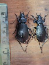 Coleoptera Carabidae Big  Pair  Archicarabus Rossii Italy Lazio
