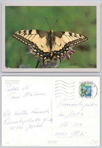 C43070 butterfly papilio - c43070,