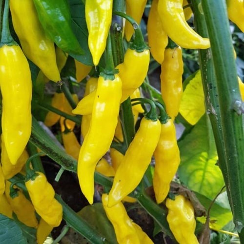 Semi peperoncino - 20,