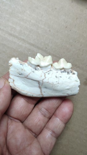 36g bellissimi denti - 36g,
