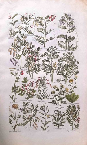 Stampa antica botanica - stampa,