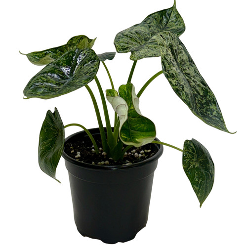 Alocasia dragon scale mint - 'dragon, mint'