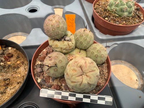 103 tephrocactus geometricus - 103,