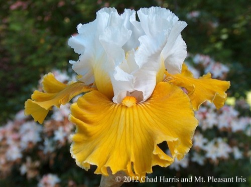 Iris tour france - 'tour, france'