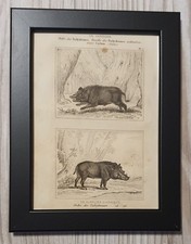 1835 litografia stampa