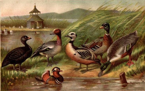 1898 antica cromolitografia - 1898,
