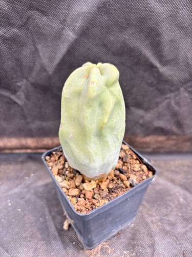 Lophocereus schottii - lophocereus, f