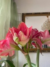 Amaryllis Candy Nymph ROSA