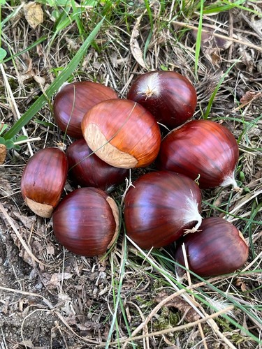 Prevendita castagne igp - prevendita,