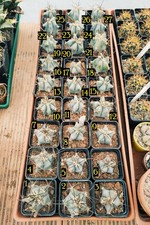 Echinocactus platyacanthus