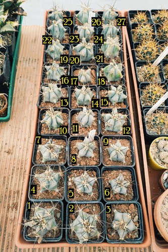 Echinocactus platyacanthus