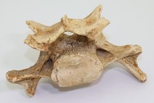 Orso delle caverne, Ursus