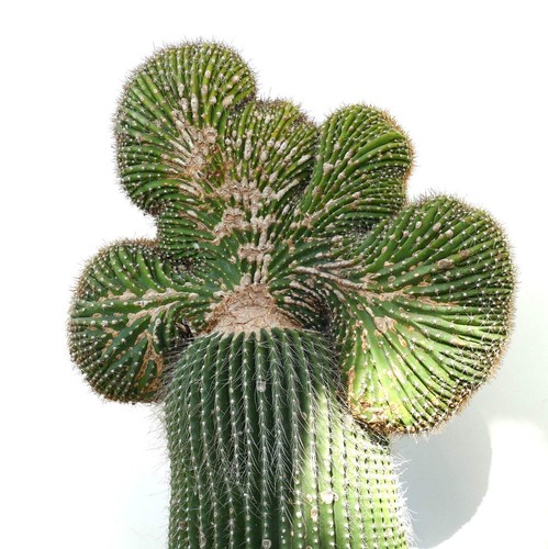 Carnegiea polylopha saguaro - carnegiea,