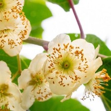 Pianta di Kiwi Tomuri