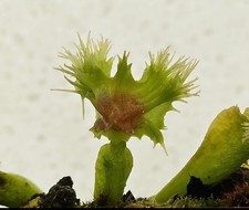 Dionea pompom punk rare plant - pompom-punk, -rare