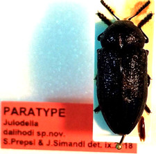 Julodella dalihodi paratipo, A1,21mm,molto raro,Buprestidae