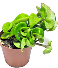 Hoya Carnosa Compacta Ø8 cm -