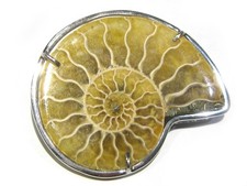 925% Yellow Silver Fossil