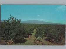 Cartolina Dell'Orto Di Noci Macadamia Keaau Mauna Kea Isola Grande Hawaii