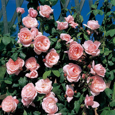 Nahema®, Rosa Rampicante in