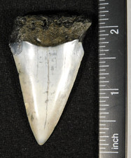 LONG! Ancestral Great WHITE