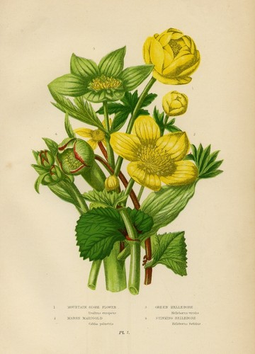 Stampa botanica antica 1899 - stampa,