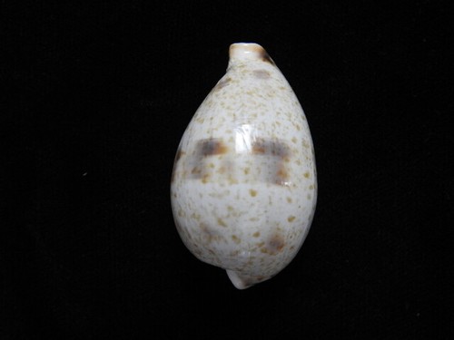 Sea shell cypraea - shell, pulchella