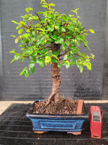 Bonsai olmo cinese - h, cm
