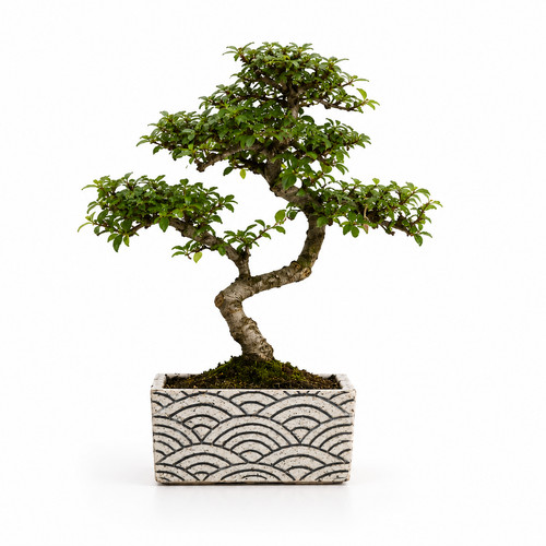 Bonsai olmo cinese - cinese, in