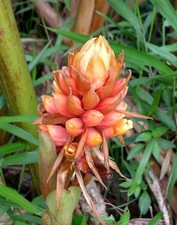 Zucchero messicano renealmia - zucchero,