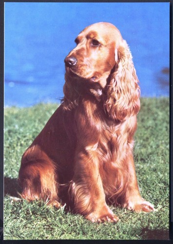 Modern postcard golden - golden, cocker