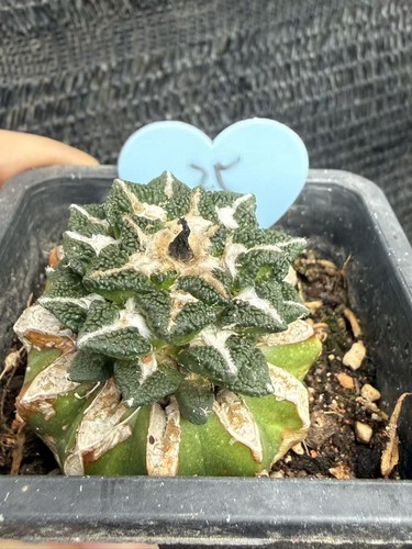 Ariocarpus kotschoubeyanus - ariocarpus,