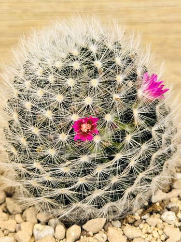 Mammillaria laui pot 10 - mammillaria,